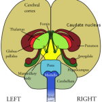 Front View of the Brain